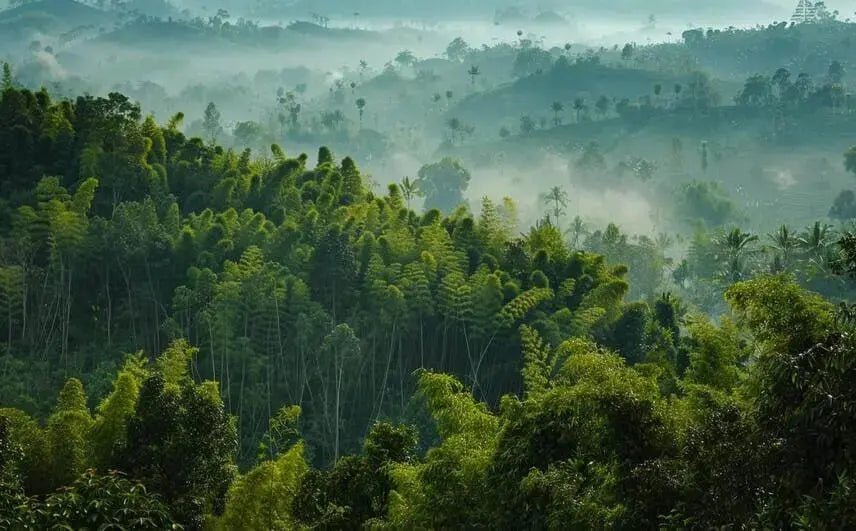 De Indrukwekkende CO2-Opname van Bamboe - Bamboo Disposables