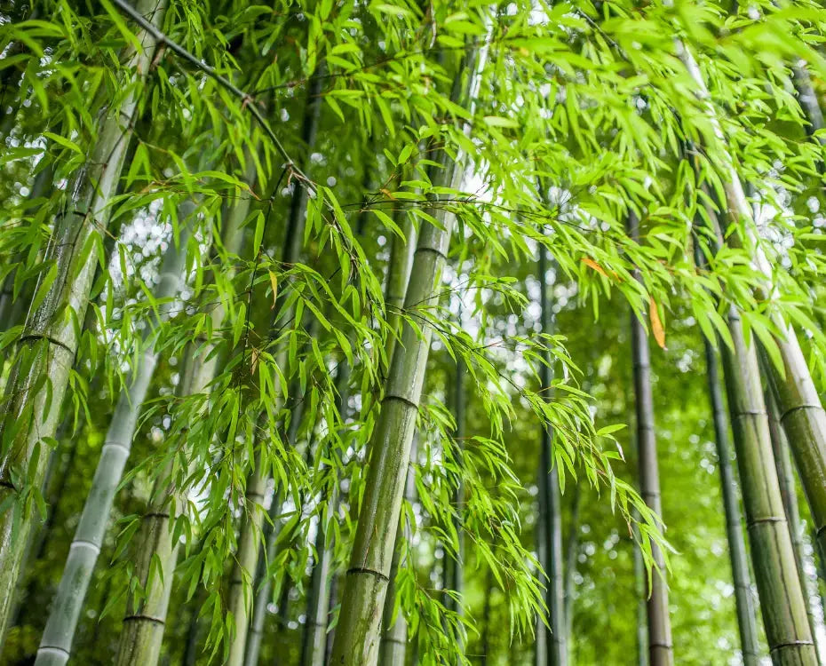 De Groeikampioen van de Natuur - Bamboo Disposables