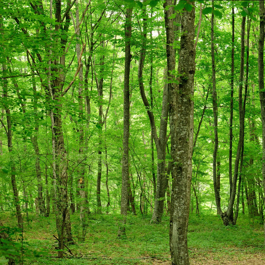 Ontdek de Voordelen van Bamboe